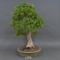 Preview: Acer buergerianum links